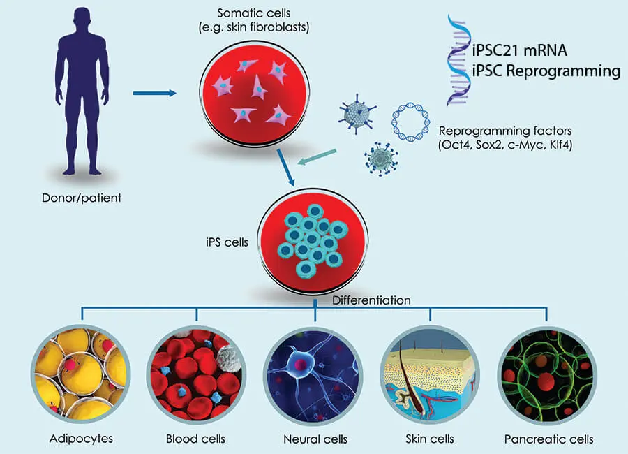 إعادة برمجة خلية بالغة إلى iPSCs