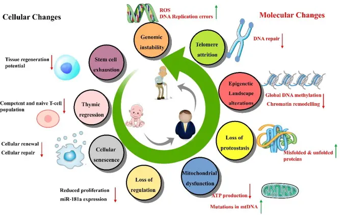 عملية الشيخوخة على المستوى الخلوي