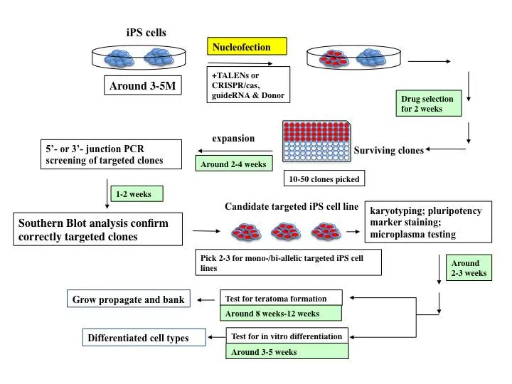 تمثيل بياني لعملية هندسة iPSCs.