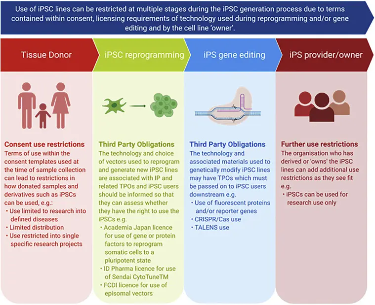 رسم بياني يُظهر التطبيقات المحتملة لـ iPSCs في الطب 